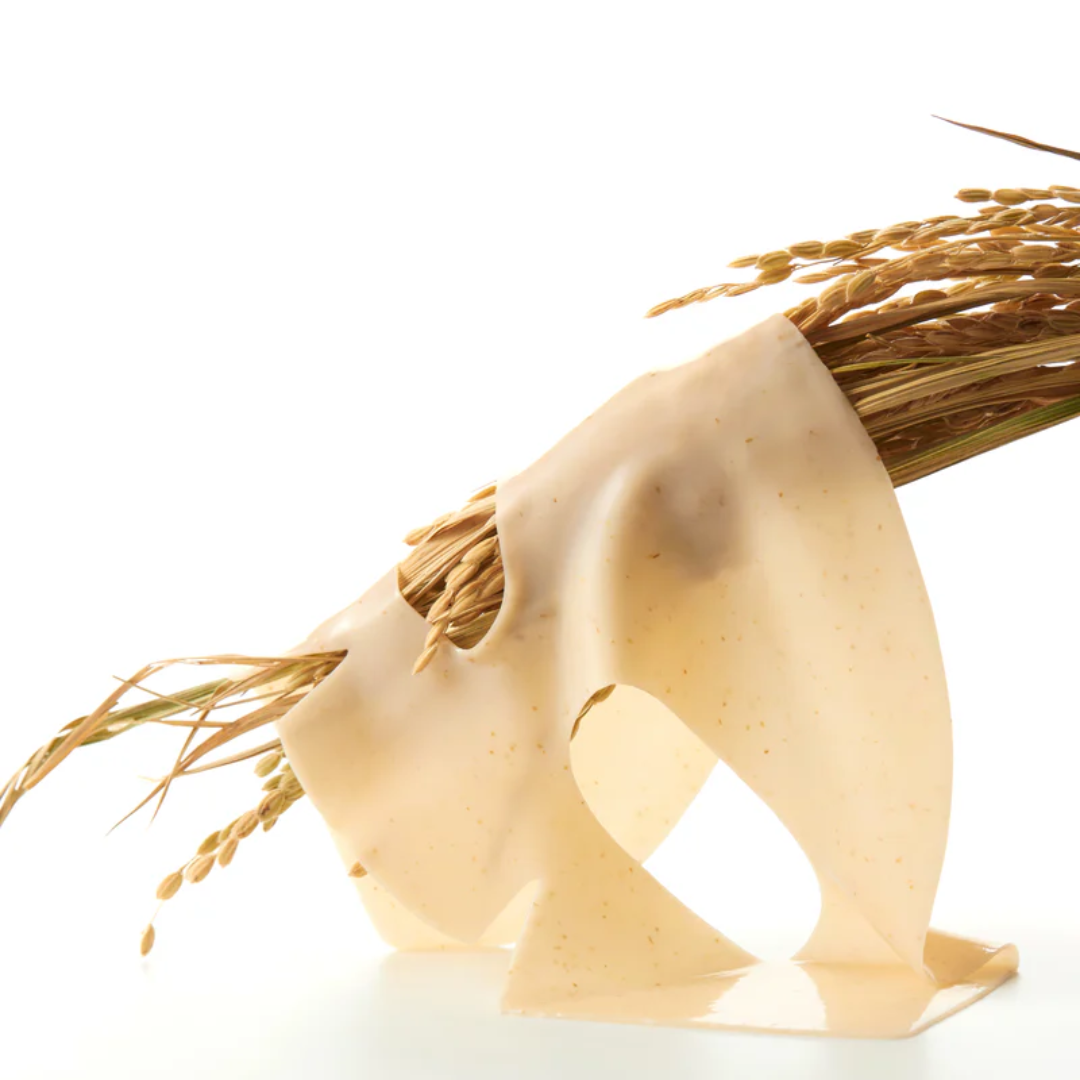 Rice grain with wheat stalks on a white background